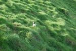 PICTURES/PUFFINS - Helmaey Island/t_Puffins (40).JPG